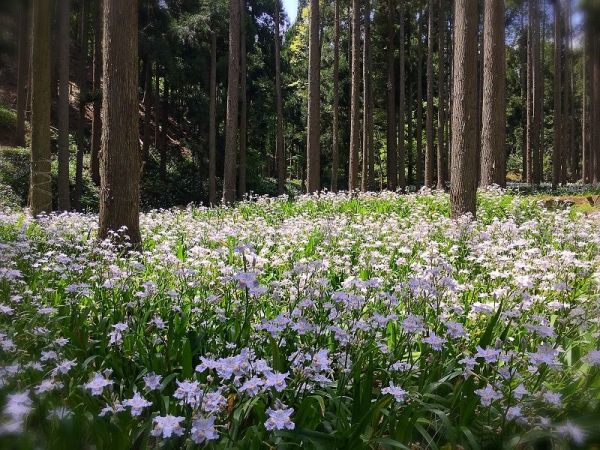 シャガの花の群生地