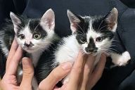 鐘楼から救われた子猫「かねこ」　寺・消防・庭師の連携でつないだ命