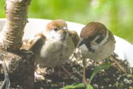 庭のスズメを半年間、お世話したら…母の日に思わぬ「恩返し」が！