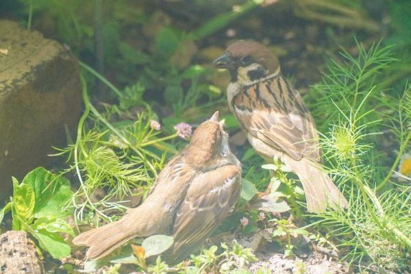 庭でエサの取り方を子どもに教えている親スズメ