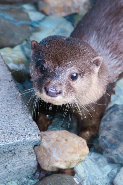 コツメカワウソ