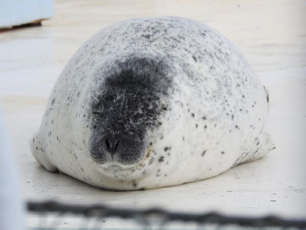 おたる水族館のゴマフアザラシ