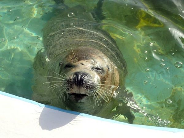 おたる水族館のゴマフアザラシ