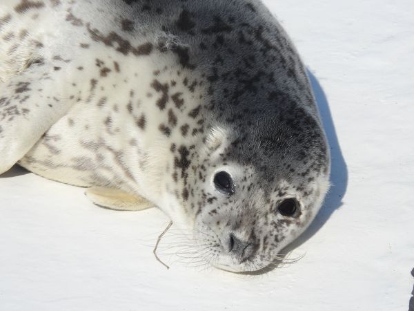 おたる水族館のゴマフアザラシ