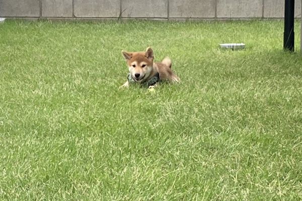 柴犬「いち」くん