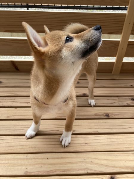 豆柴「にじ」ちゃん