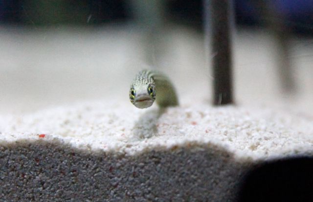 すみだ水族館で飼育されているチンアナゴ