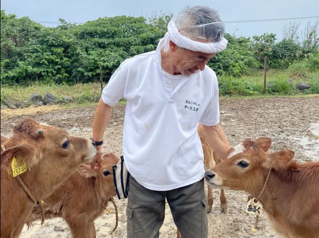 石垣島の「まぁじゅんのジャージー牧場」。子牛を可愛がる牧場主の田中英信さん