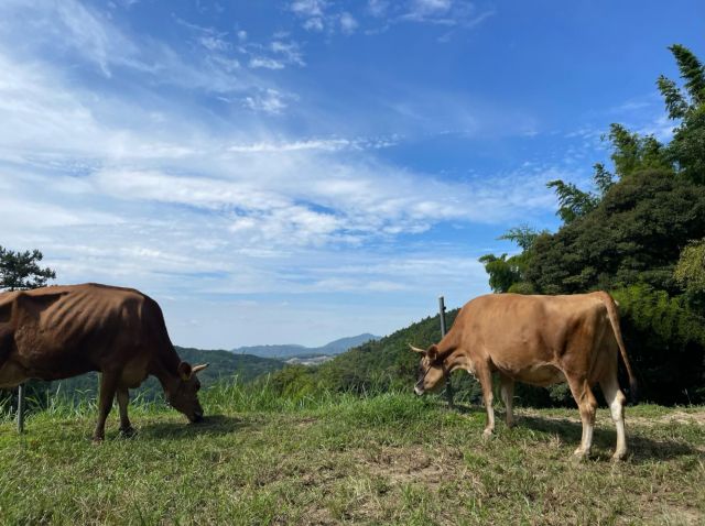 傾斜地にある牧場の高い場所にある放牧地。絶景をみながら生えている草を食べる牛たち