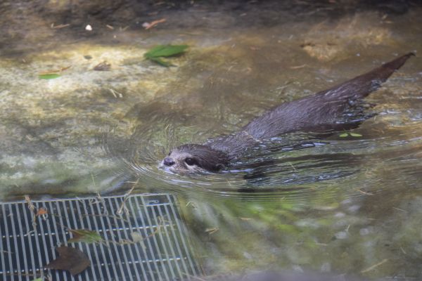 展示エリアの水場を泳ぐコツメカワウソ。上野動物園では生きたドジョウを与え、エサとして追いかけるコツメカワウソの運動量を確保しているそうです