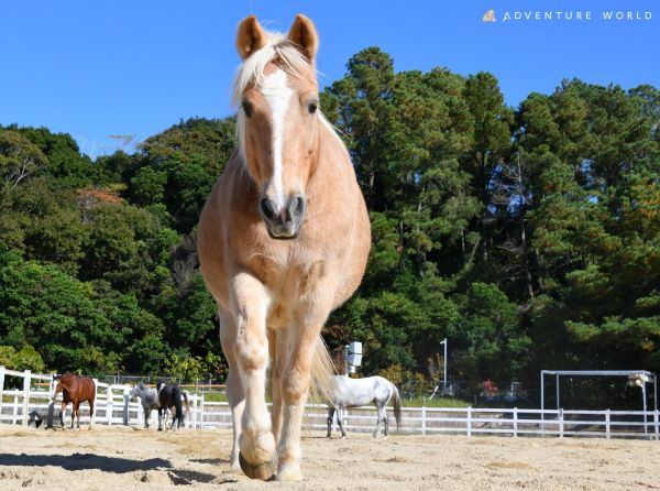 こちらは本物の馬です