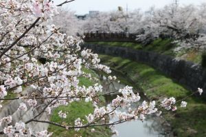 桜の開花、1200年前からデータ分析　早まる「満開日」の理由は…