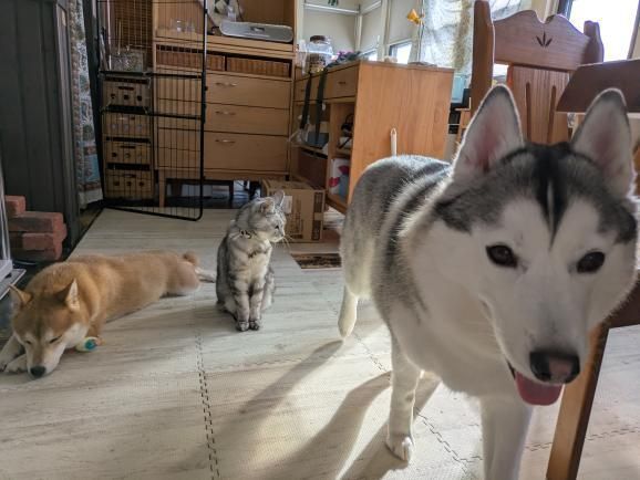 オガワノリコさん宅の動物たち。シベリアンハスキーのノア、柴犬のマル、老犬のベア-、猫のアラン、ウサギのリペ、コザクラインコのルルとチェリー