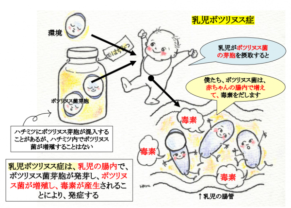 乳児ボツリヌス症のメカニズム