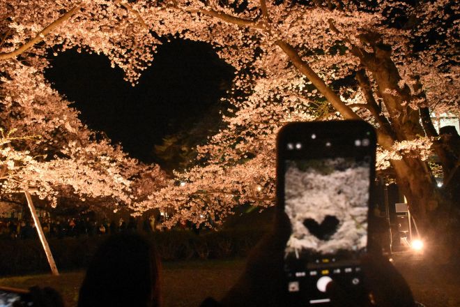 ライトアップされると、桜の中にハートマークがくっきりと浮かび上がりました=2025年4月22日、青森県弘前市、野田佑介撮影