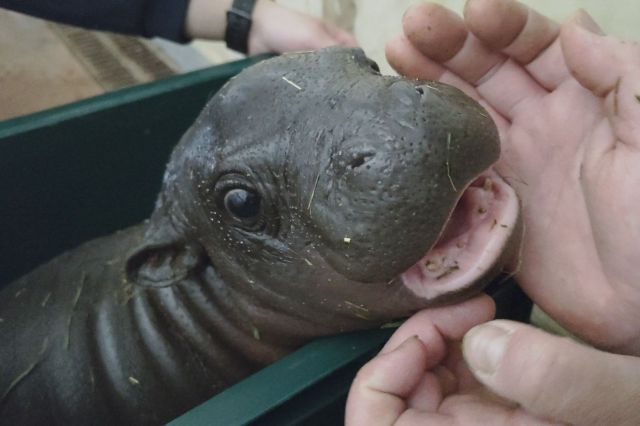 コブシの小さな歯