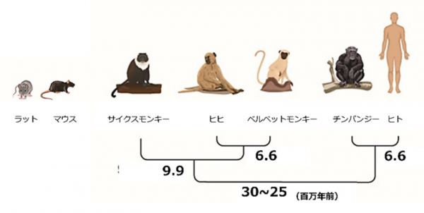霊長類の系統的な関係。チンパンジーがヒトに最も近縁
