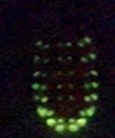 発光するアカホシアカイボトビムシ