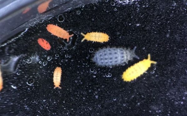 私たちの生活の身近に潜んでいるトビムシ