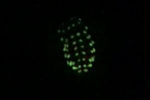 謎多き光る虫「トビムシ」新種を発見　地面の落ち葉をめくってみると