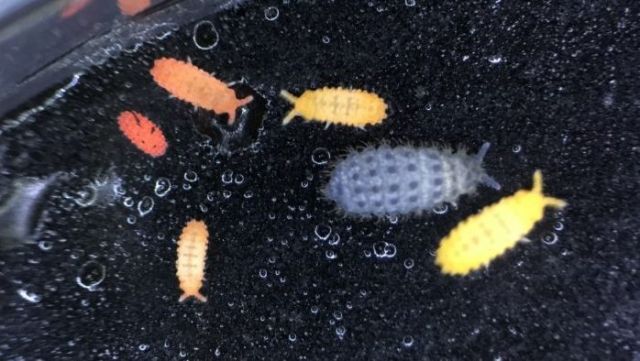 私たちの身近に潜んでいるトビムシ