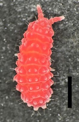 アカホシアカイボトビムシ