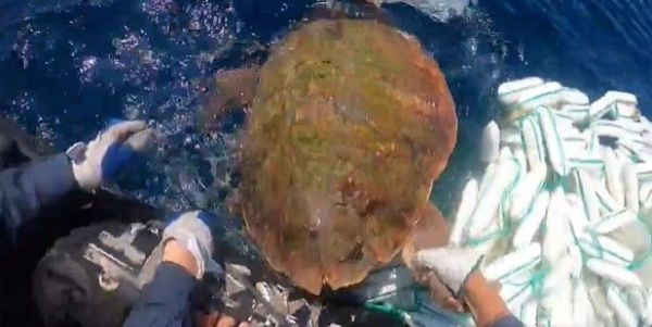 漁網に絡まったウミガメを救助する海上保安官＝第七管区海上保安本部提供