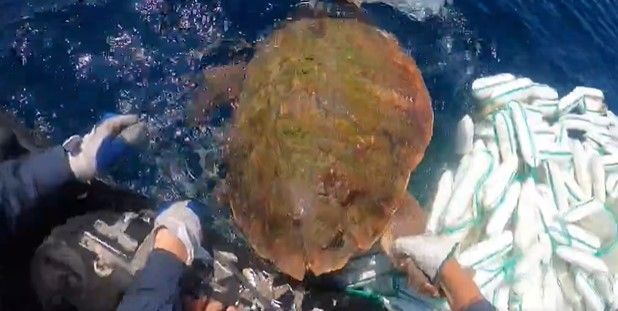 カメを助ける海上保安官＝第七管区海上保安本部提供