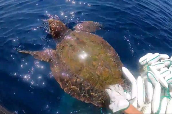 漁網に絡まったウミガメ＝第七管区海上保安本部提供