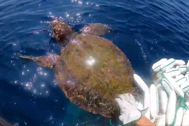 網に絡まってしまったウミガメ=第七管区海上保安本部提供
