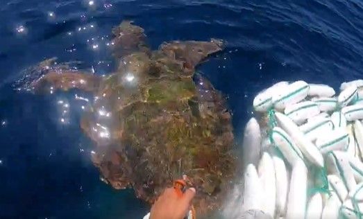 網に絡まってしまったウミガメ＝第七管区海上保安本部提供