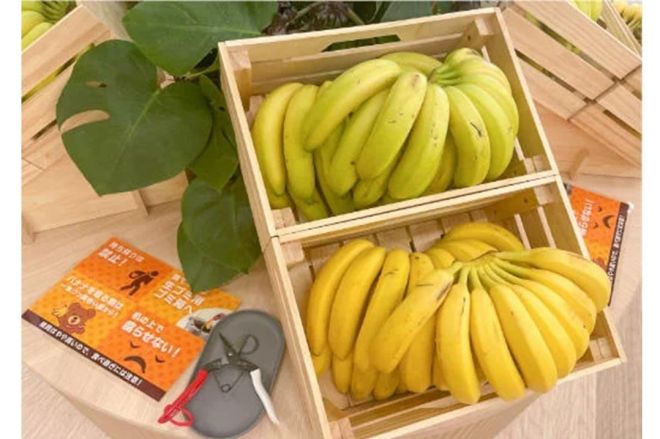 コロプラのオフィスに置かれたバナナ=同社提供