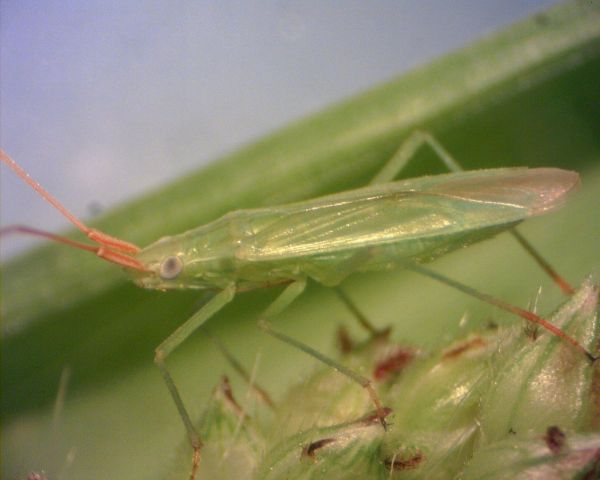 アカヒゲホソミドリカスミカメ