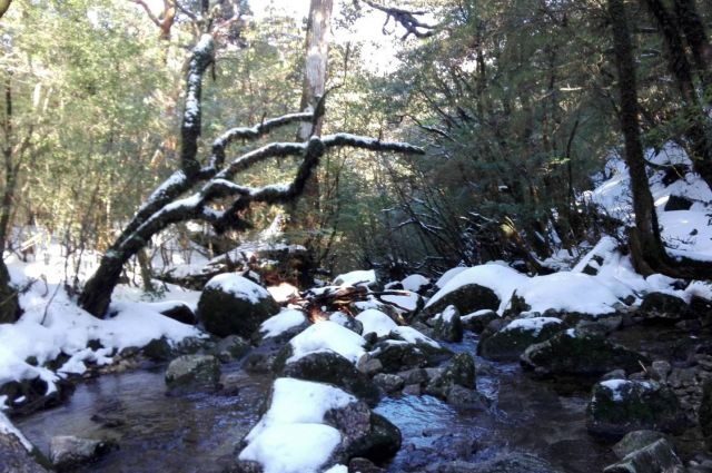 2人で歩いた屋久島の山道=2018年