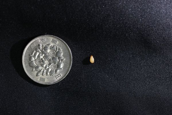 500円とゴマを比較すると……