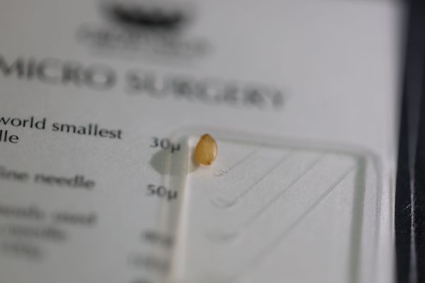 ゴマと世界最小の針を比較すると……