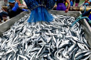 魚の消費量、20年で半減…「逆出世魚」でスナック発売、消費拡大へ