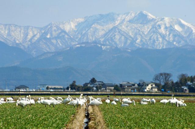 自然豊かな坂井市の風景