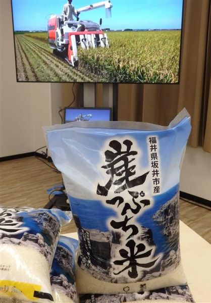 崖っぷち米