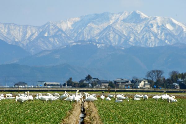 崖っぷち米が育った自然豊かな坂井市の風景