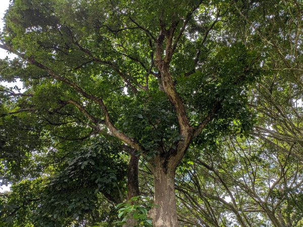 外来種が繁茂する小笠原諸島の森林