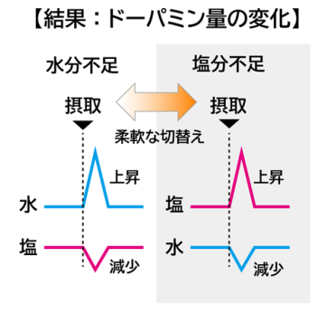 体の状態と摂取物によるドーパミン量の変化