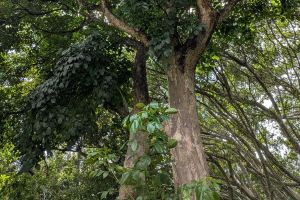 伐採した木材で〝頭文字Dグッズ〟　外来種増える小笠原諸島の森林