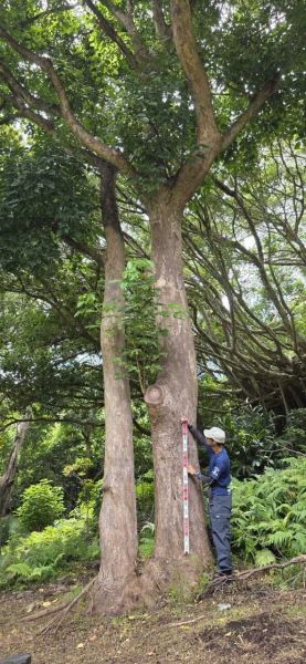 巨木に育ってしまったアカギ