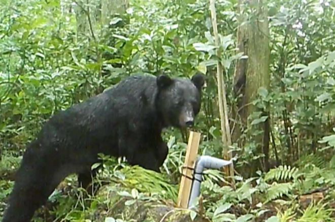 山口県萩市の里山で2022年9月に撮影されたツキノワグマ。海を挟んだ山口ではクマの目撃情報が相次いでいます＝山口県農林総合技術センター提供