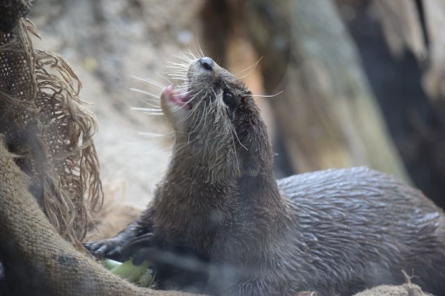 上野動物園のコツメカワウソ。鋭い牙を持っています＝2023年、水野梓撮影