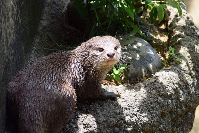 上野動物園のコツメカワウソ。こういった野生動物を展示してふれたりエサをあげたりできるカフェがあり、海外の旅行客からも人気を集めていますが…＝2023年、水野梓撮影