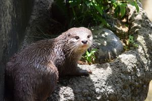 野生動物「さわれる」カフェ　人への傷害や感染症のリスク、実態調査