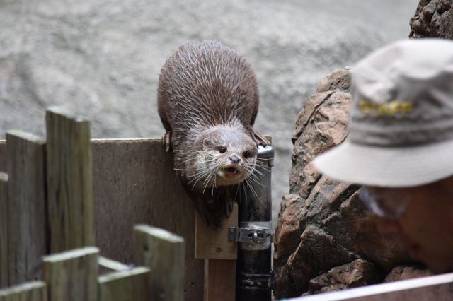 エサを求めて鳴く上野動物園のコツメカワウソ。新鮮なエサを用意するのも大変で、個人でペットとするには「さまざまなリスクがある」といいます＝2023年、水野梓撮影