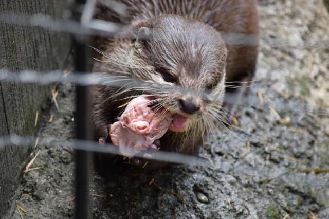 上野動物園でのコツメカワウソの給餌のようす。ニワトリの頭をむさぼり、ワイルドな顔つきです＝2023年、水野梓撮影
